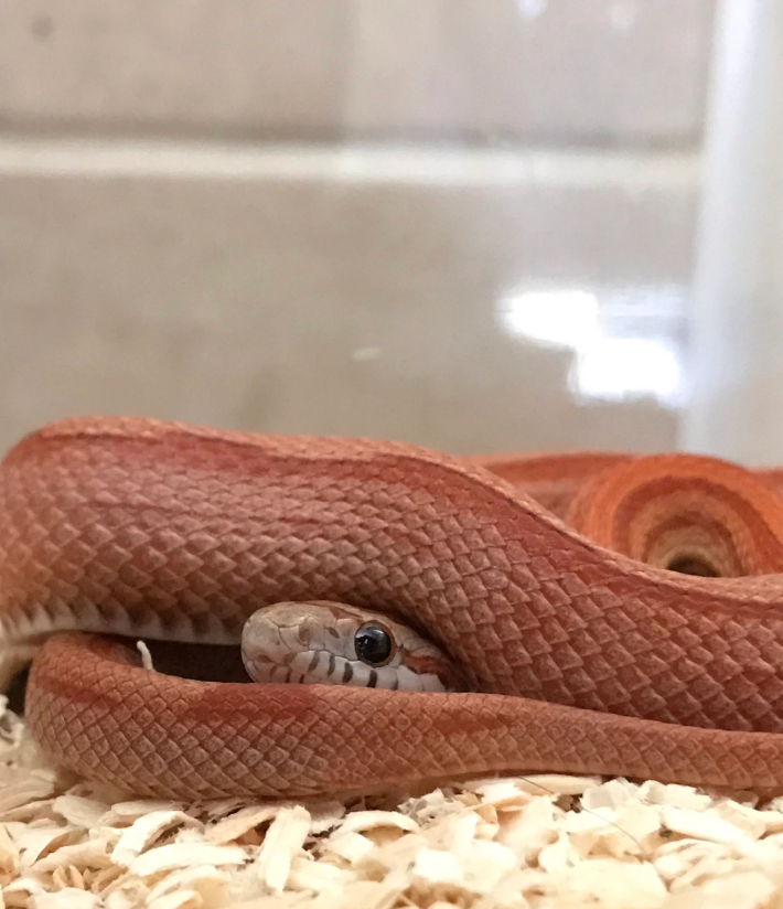 Snake Shed | Dragon Sealed Potion